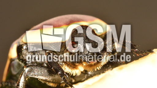 Kongo-Rosenkäfer (15).jpg